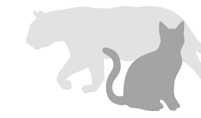 Tiger Cat