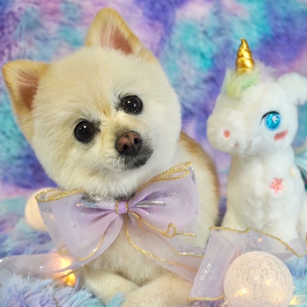 ぽん🐶🐾🤍