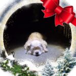 おきなわのいぬ。