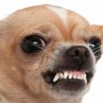 毒チワワ🐕